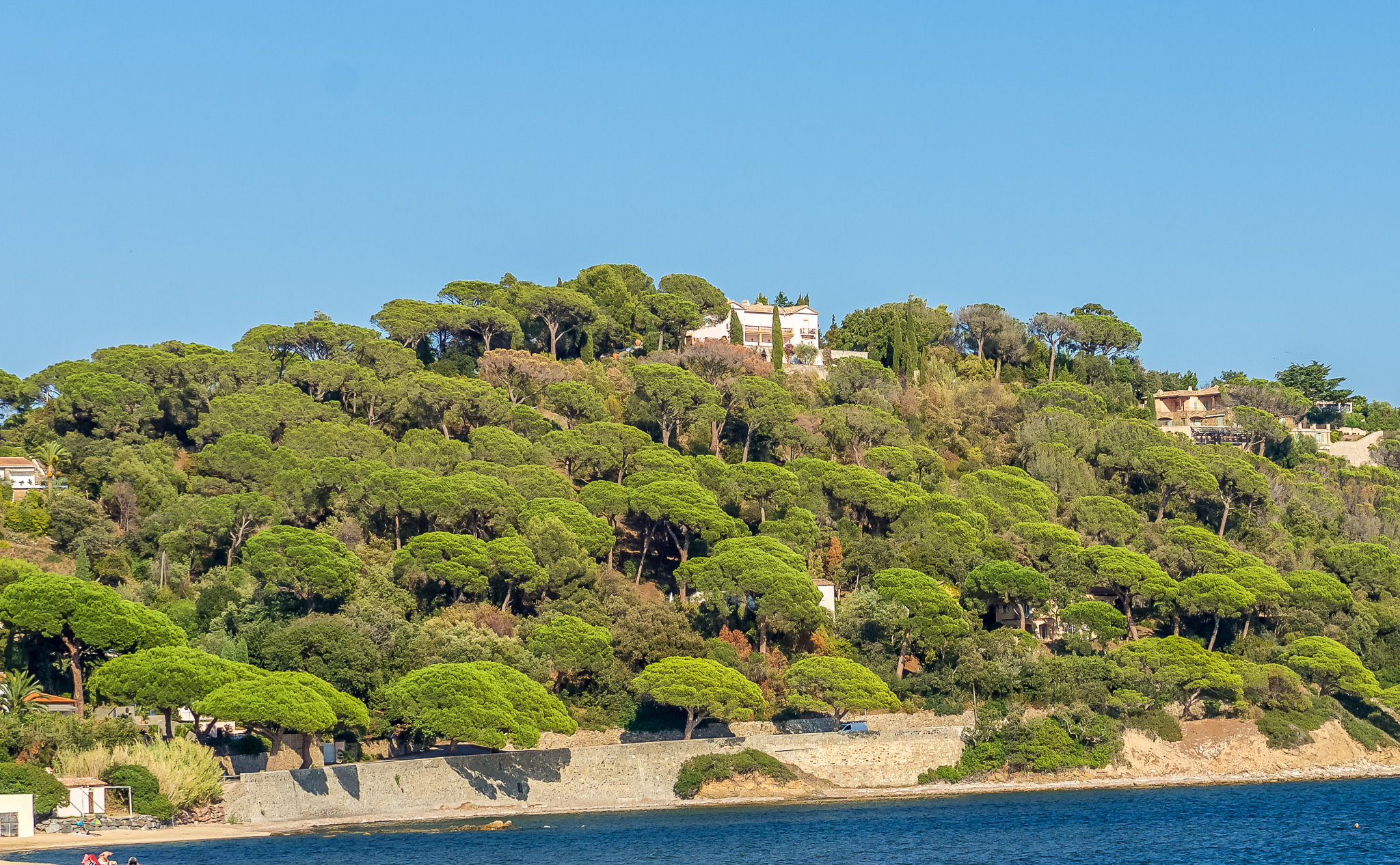Pins parasols emblématiques de la Côte d’Azur | Guide