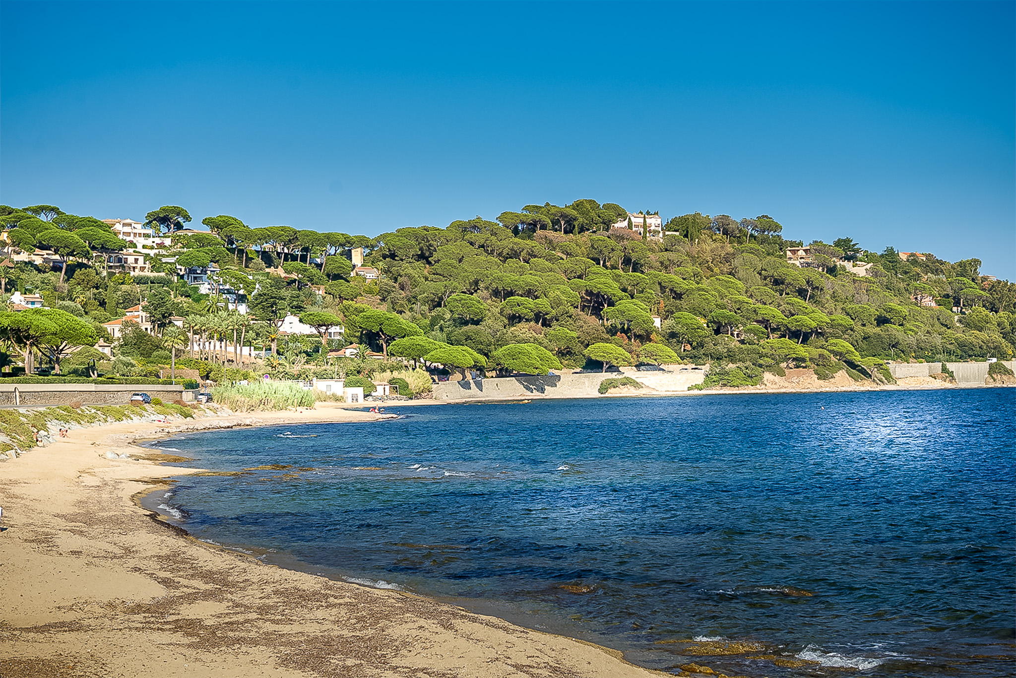 Schirmkiefern an der Côte d’Azur – Reiseführer & Tipps