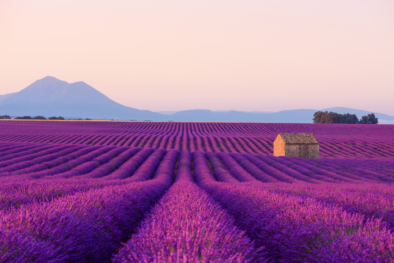La lavande dans le sud de la France : parfum, tradition et paysages d’été intemporels