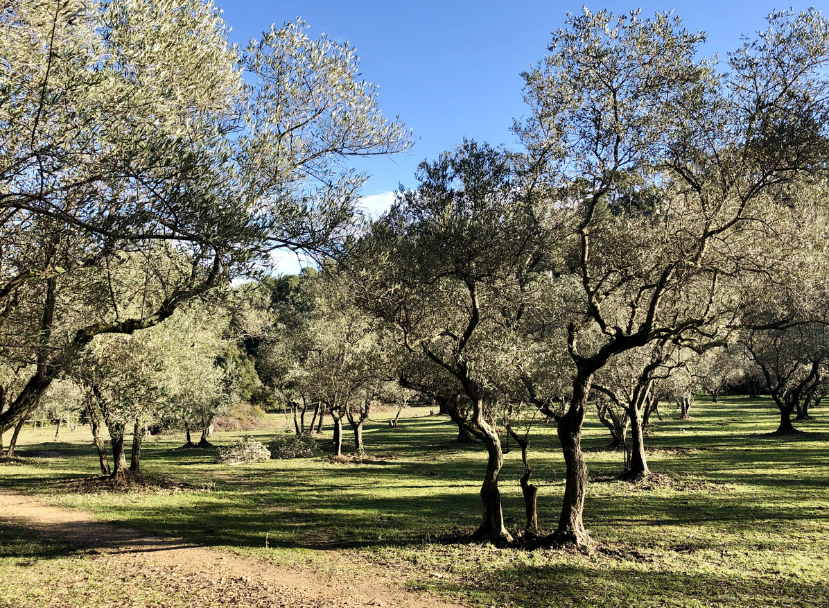 L’Huile d’Olive du Var: Terroir, Savoir-Faire et Héritage Provençal