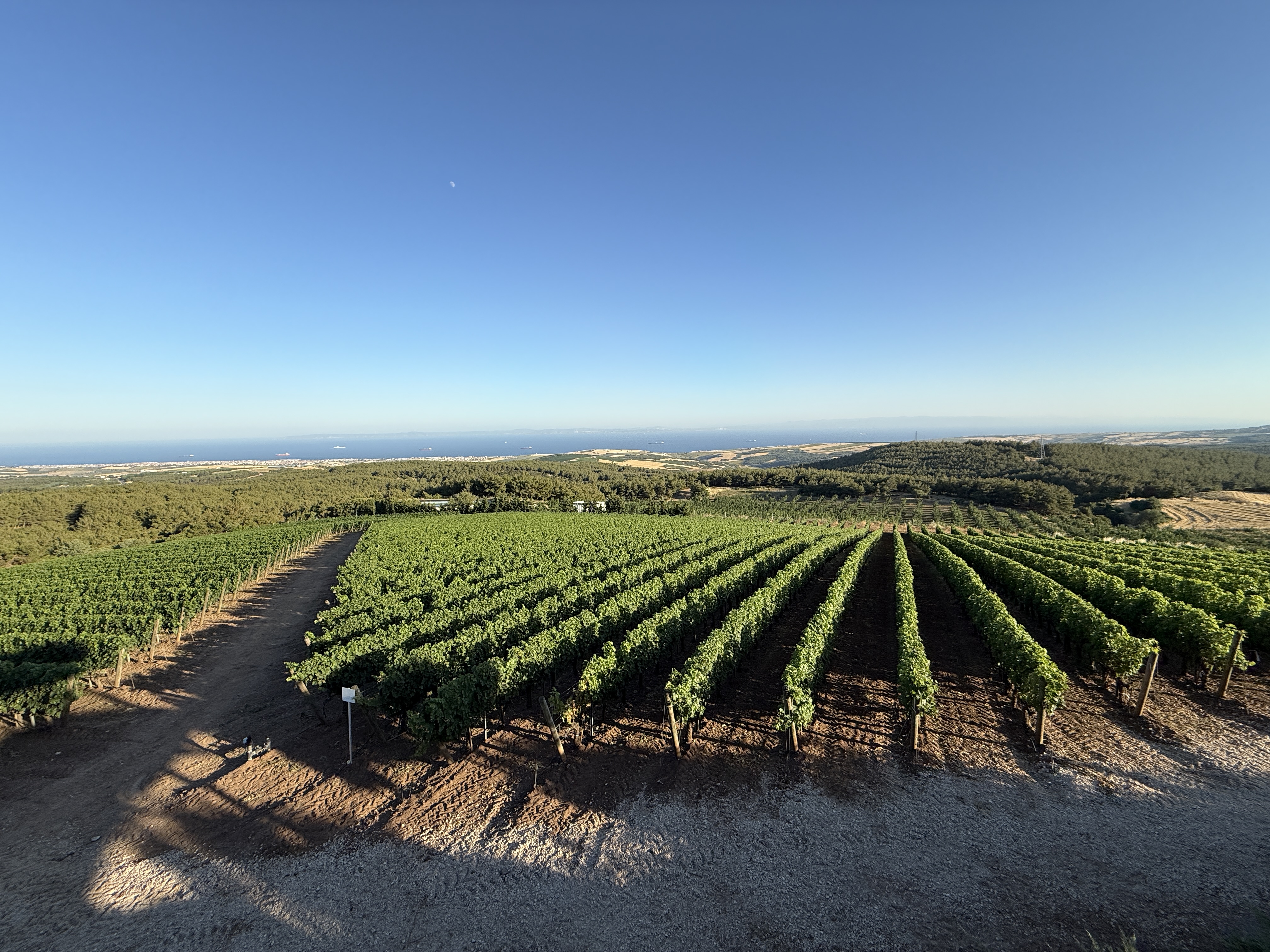 Wine Tasting on the French Riviera: A Journey Through Vineyards & Terroir